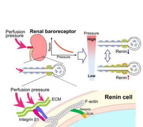 Ces capteurs cellulaires non seulement détectent les variations de pression mais ajustent les niveaux d'hormones pour la contrôler (Visuel Circulation Research)