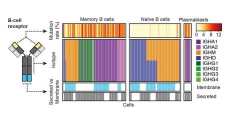 Ce système détecte les cellules immunitaires rares qui répondent au cancer en révélant les « codes-barres » de l'ARN de leurs récepteurs