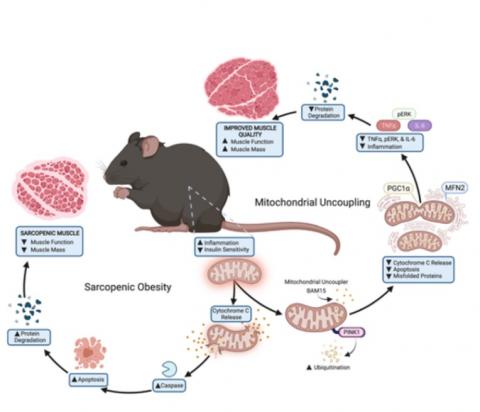 L'ingestion du supplément BAM15 permet aux souris de devenir plus actives, de gagner en force et de perdre rapidement du poids (Schéma Pennington Biomedical Research Center). 