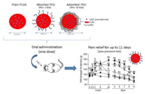 Ce dérivé d'un cannabinoïde encapsulé dans des nanoparticules assure un soulagement prolongé de la douleur