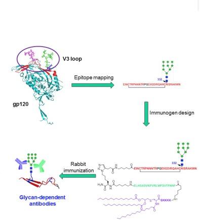 Les chercheurs utilisent un fragment spécifique de gp120, commun à plusieurs souches de VIH
