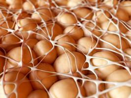 De nombreuses équipes tentent de trouver une cible ou un « commutateur moléculaire » qui permette de transformer la graisse blanche en tissu adipeux brun pour lutter contre l’obésité et ses comorbidités. De nombreuses équipes tentent de trouver une cible ou un « commutateur moléculaire » qui permette de transformer la graisse blanche en tissu adipeux brun pour lutter contre l’obésité et ses comorbidités.