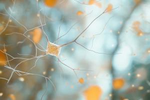 Ces travaux incitent à développer des interventions qui relancent l’autophagie afin de lutter contre le déclin cognitif induit par l’alimentation (Visuel Adobe Stock 1148489495) Ces travaux incitent à développer des interventions qui relancent l’autophagie afin de lutter contre le déclin cognitif induit par l’alimentation (Visuel Adobe Stock 1148489495)