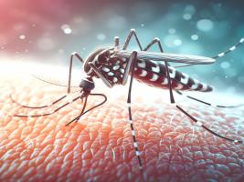 L'étude explique comment et pourquoi l’infection par le virus Zika pendant la grossesse peut entraîner des troubles neurologiques, des anomalies fœtales et la mort du fœtus (Visuel Adobe Stock 1178711352)