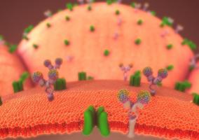 Une nouvelle stratégie pour traiter le diabète de type 1 : générer de nouvelles cellules bêta -productrices d’insuline- à partir de cellules de l'estomac humain(Visuel Adobe Stock 121921909) Une nouvelle stratégie pour traiter le diabète de type 1 : générer de nouvelles cellules bêta -productrices d’insuline- à partir de cellules de l'estomac humain(Visuel Adobe Stock 121921909)
