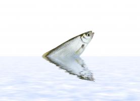 Le composé chimique identifié aux concentrations les plus élevées dans les poissons d'eau douce est le PFOS, il représente les ¾ des détections de PFAS (Visuel Adobe Stock 14746873) Le composé chimique identifié aux concentrations les plus élevées dans les poissons d'eau douce est le PFOS, il représente les ¾ des détections de PFAS (Visuel Adobe Stock 14746873)