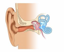 L'inflammation chronique de l'oreille moyenne peut causer plusieurs complications qui peuvent affecter l'audition et l'équilibre d'une personne (Visuel Adobe Stock 15927743). L'inflammation chronique de l'oreille moyenne peut causer plusieurs complications qui peuvent affecter l'audition et l'équilibre d'une personne (Visuel Adobe Stock 15927743).