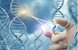 C’est une avancée majeure dans le traitement de la progéria : des ciseaux à ARN qui ciblent et éliminent précisément le gène mutant (Visuel Adobe Stock 159700481)