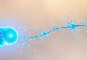 Stimuler la fonction de la glie ou névroglie se révèle une stratégie thérapeutique prometteuse pour de nombreux troubles cérébraux (Visuel Adobe Stock 1646856694)