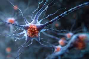 Cette protéine assure des fonctions cérébrales essentielles et multiples mais contribue aussi à la neurodégénérescence et à la psychopathologie (Visuel Adobe Stock 1690072189) Cette protéine assure des fonctions cérébrales essentielles et multiples mais contribue aussi à la neurodégénérescence et à la psychopathologie (Visuel Adobe Stock 1690072189).