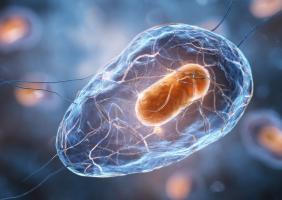 Cette étude identifie une enzyme de la levure qui aide les cellules humaines à surmonter les anomalies mitochondriales (Visuel Adobe Stock 1883567216) Cette étude identifie une enzyme de la levure qui aide les cellules humaines à surmonter les anomalies mitochondriales (Visuel Adobe Stock 1883567216)