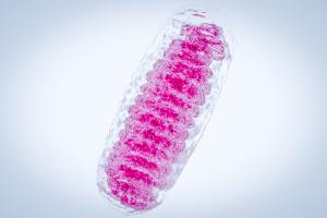 Les mitochondries peu consommatrices d’oxygène sont signe d’un meilleur renouvellement musculaire (Visuel AdobeStock_208369559) Les mitochondries peu consommatrices d’oxygène sont signe d’un meilleur renouvellement musculaire (Visuel AdobeStock_208369559)