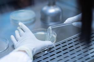 De manière surprenante, certaines cellules sénescentes aident à cicatriser les tissus lésés (Visuel Adobe Stock 279923619)