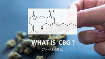 Le cannabidiol (CBD) et le cannabigérol (CBG) peuvent accélérer la guérison des fractures osseuses (Visuel Adobe Stock 288324948) Le cannabidiol (CBD) et le cannabigérol (CBG) peuvent accélérer la guérison des fractures osseuses (Visuel Adobe Stock 288324948)