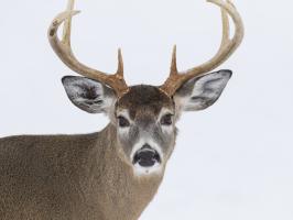 Anecdotique ou inquiétant ? Ces virologues de l’Ohio State University viennent de détecter l’infection COVID-19 chez des cerfs sauvages vivant dans 6 sites de l'Ohio (Visuel Adobe Stock 313345164) Anecdotique ou inquiétant ? Ces virologues de l’Ohio State University viennent de détecter l’infection COVID-19 chez des cerfs sauvages vivant dans 6 sites de l'Ohio (Visuel Adobe Stock 313345164)