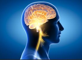 L'étude démontre que rétablir une bonne connexion entre le cœur et le nerf vague droit permet même de prévenir le vieillissement cardiaque (Visuel Adobe Stock 415847781) L'étude démontre que rétablir une bonne connexion entre le cœur et le nerf vague droit permet même de prévenir le vieillissement cardiaque (Visuel Adobe Stock 415847781)