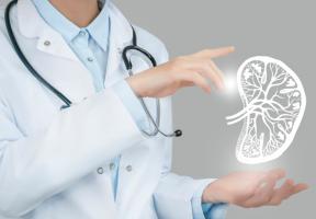 Et si le corps humain disposait d'un bioréacteur naturel capable de régénérer les organes vitaux ? (Visuel Adobe Stock 449057774) Et si le corps humain disposait d'un bioréacteur naturel capable de régénérer les organes vitaux ? (Visuel Adobe Stock 449057774)