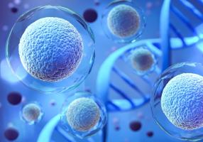 La recherche révèle des courants d’air intracellulaires qui stimulent le mouvement et la réparation cellulaires (Visuel Adobe Stock 451004383) La recherche révèle des courants d’air intracellulaires qui stimulent le mouvement et la réparation cellulaires (Visuel Adobe Stock 451004383)