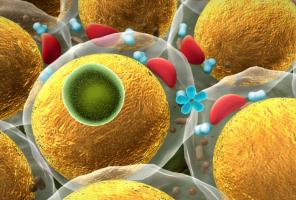 L'étude démontre le lien entre l’activité métabolique de la graisse viscérale et l’agressivité du cancer de l'endomètre (Visuel Adobe Stock 71317843) L'étude démontre le lien entre l’activité métabolique de la graisse viscérale et l’agressivité du cancer de l'endomètre (Visuel Adobe Stock 71317843)