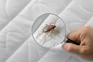 Pour éviter une prolifération rapide, il est essentiel de les identifier tôt et d'adopter une stratégie de traitement efficace, capable d’enrayer leur cycle de vie (Visuel Adobe Stock 783063817) Pour éviter une prolifération rapide, il est essentiel de les identifier tôt et d'adopter une stratégie de traitement efficace, capable d’enrayer leur cycle de vie (Visuel Adobe Stock 783063817)