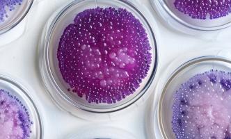 C'est la découverte d'un régulateur génétique qui améliore la santé des plantes (Visuel Adobe Stock 785712765) 