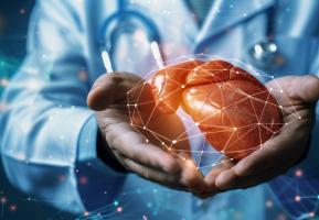 Cette étude révèle le rôle clé de cellules hépatiques "étoilées" ou stellaires, déjà connues comme impliquées dans le développement de la fibrose hépatique dans la protection et le maintien de l'organisation et du fonctionnement du foie (Visuel Adobe Stock 794933378)