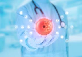 Prolonger la fonction ovarienne pourrait au-delà de la fertilité même, rétablir la production d'hormones et favoriser la santé globale. (Visuel Adobe Stock 922870195) Prolonger la fonction ovarienne pourrait au-delà de la fertilité même, rétablir la production d'hormones et favoriser la santé globale. (Visuel Adobe Stock 922870195)