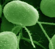 Chlamydomonas reinhardtii se révèle une source précieuse de nutriments et de bénéfices pour la santé humaine Chlamydomonas reinhardtii se révèle une source précieuse de nutriments et de bénéfices pour la santé humaine