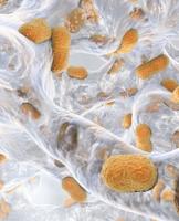 L’exemple d’un repositionnement réussi d’un très vieux médicament contre la superbactérie Acinetobacter baumannii (Visuel National Institute of Allergy and Infectious Diseases) L’exemple d’un repositionnement réussi d’un très vieux médicament contre la superbactérie Acinetobacter baumannii (Visuel National Institute of Allergy and Infectious Diseases)