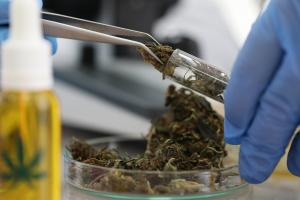 Le cannabidiol (CBD), l’un des 2 principaux cannabinoïdes du cannabis, n’entraîne, au contraire du THC (delta-9-tétrahydrocannabinol) aucun effet psychoactif. Le cannabidiol (CBD), l’un des 2 principaux cannabinoïdes du cannabis, n’entraîne, au contraire du THC (delta-9-tétrahydrocannabinol) aucun effet psychoactif.