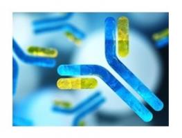 Les cellules dépourvues de Sprouty 1 et 2 ont ainsi un potentiel immense non seulement pour lutter contre les tumeurs, mais aussi contre les infections virales chroniques Les cellules dépourvues de Sprouty 1 et 2 ont ainsi un potentiel immense non seulement pour lutter contre les tumeurs, mais aussi contre les infections virales chroniques