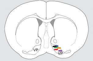 Différents types de neurones contrôlent la motivation « positive » et la motivation « négative », en envoyant des signaux opposés le long d'un circuit cérébral voué au traitement de la motivation Différents types de neurones contrôlent la motivation « positive » et la motivation « négative », en envoyant des signaux opposés le long d'un circuit cérébral voué au traitement de la motivation