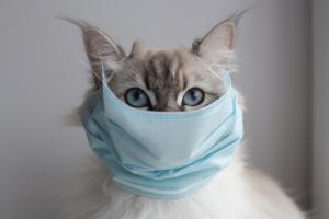 Les chats sont désignés, avec les furets et les civettes, comme parmi les animaux les plus sensibles à l'infection à coronavirus SARS-CoV-2 (Visuel Adobe Stock 336196621) Les chats sont désignés, avec les furets et les civettes, comme parmi les animaux les plus sensibles à l'infection à coronavirus SARS-CoV-2 (Visuel Adobe Stock 336196621)