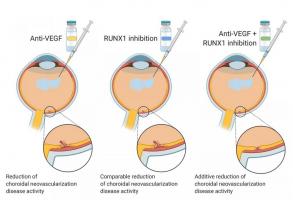 Le facteur de transcription 1 lié à Runt (RUNX1) a déjà été lié à la néovascularisation rétinienne et au développement de vaisseaux sanguins anormaux responsables de la perte de vision (Visuel The American Journal of Pathology) Le facteur de transcription 1 lié à Runt (RUNX1) a déjà été lié à la néovascularisation rétinienne et au développement de vaisseaux sanguins anormaux responsables de la perte de vision (Visuel The American Journal of Pathology)