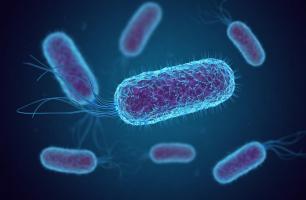 Une bactérie spécifique influence le comportement des animaux, et en particulier leur instinct maternel (Visuel fusebulb) Une bactérie spécifique influence le comportement des animaux, et en particulier leur instinct maternel (Visuel fusebulb)