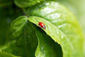 Les écosystèmes freinent naturellement le transfert de maladies des animaux aux humains (Visuel AdobeStock_353085448) Les écosystèmes freinent naturellement le transfert de maladies des animaux aux humains (Visuel AdobeStock_353085448)