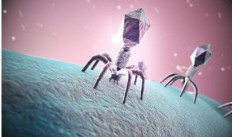 La phagothérapie ou l’utilisation de virus bactériophages ou « phages » capables d’infecter et de se reproduire dans les bactéries, en particulier dans les bactéries résistantes aux antibiotiques s’est avérée prometteuse contre les infections résistantes, dans de nombreuses études (Visuel Fotolia 119608456) La phagothérapie ou l’utilisation de virus bactériophages ou « phages » capables d’infecter et de se reproduire dans les bactéries, en particulier dans les bactéries résistantes aux antibiotiques s’est avérée prometteuse contre les infections résistantes, dans de nombreuses études (Visuel Fotolia 119608456)