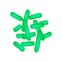 Certaines bactéries bénéfiques du microbiome contribuent à la réponse au traitement des cancers