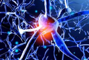 Ces travaux permettent de mieux comprendre comment les réseaux de cellules cérébrales stabilisent la formation de la mémoire (Visuel Fotolia 178695366)