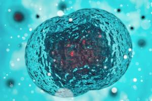 Cette équipe anglosaxonne parvient à obtenir des follicules matures au point de produire des ovules Cette équipe anglosaxonne parvient à obtenir des follicules matures au point de produire des ovules pleinement développés.