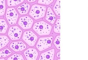 Les ginsénosides et les saponines du ginseng sont déjà documentés pour leurs capacités antioxydantes et immunostimulantes.