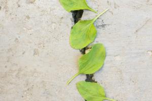 S’il n’est pas encore possible d’inverser l’ensemble du processus de vieillissement, il apparaît ici envisageable d’inverser l'âge épigénétique en adhérant à un régime et à un mode de vie appropriés (Visuel Fotolia) S’il n’est pas encore possible d’inverser l’ensemble du processus de vieillissement, il apparaît ici envisageable d’inverser l'âge épigénétique en adhérant à un régime et à un mode de vie appropriés (Visuel Fotolia)