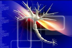 La dynamique cérébrale est aussi liée à la force dentritique La dynamique cérébrale est aussi liée à la force dentritique