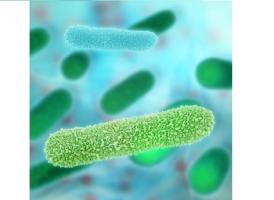 Les niveaux d'akkermansia sont significativement réduits avec la combinaison œstrogène-bazédoxifène Les niveaux d'akkermansia sont significativement réduits avec la combinaison œstrogène-bazédoxifène
