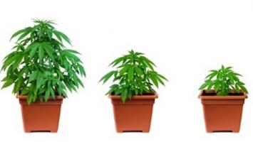 C’est une tendance spectaculaire à la baisse, de la consommation de cannabis chez les jeunes qui ressort de cette analyse (Visuel Fotolia 67798624) C’est une tendance spectaculaire à la baisse, de la consommation de cannabis chez les jeunes qui ressort de cette analyse (Visuel Fotolia 67798624)