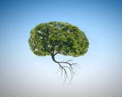 Cette recherche par imagerie moléculaire d’une équipe de l'Université Yale de New Haven (Connecticut) suggère que les fumeurs pourraient avoir une fonction neuro-immune et une fonction cognitive altérées Cette recherche par imagerie moléculaire d’une équipe de l'Université Yale de New Haven (Connecticut) suggère que les fumeurs pourraient avoir une fonction neuro-immune et une fonction cognitive altérées