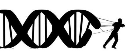 Globalement, l’ensemble des comportements bénéfiques à la santé concernaient 32% chez les participants conscients de leur risque génétique cardiovasculaire. Globalement, l’ensemble des comportements bénéfiques à la santé concernaient 32% chez les participants conscients de leur risque génétique cardiovasculaire.