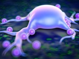 Un taux de cuivre faible dans les cellules rend les cellules adipeuses plus grosses Un taux de cuivre faible dans les cellules rend les cellules adipeuses plus grosses