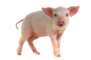 De nombreux organes du porc sont semblables aux organes humains et pourraient être des candidats intéressants pour les nombreuses greffes humaines De nombreux organes du porc sont semblables aux organes humains et pourraient être des candidats intéressants pour les nombreuses greffes humaines