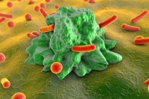 De nombreuses personnes se tournent vers leurs proches avant une prise de décision importante. C’est un peu le même principe chez nos cellules immunitaires De nombreuses personnes se tournent vers leurs proches avant une prise de décision importante. C’est un peu le même principe chez nos cellules immunitaires